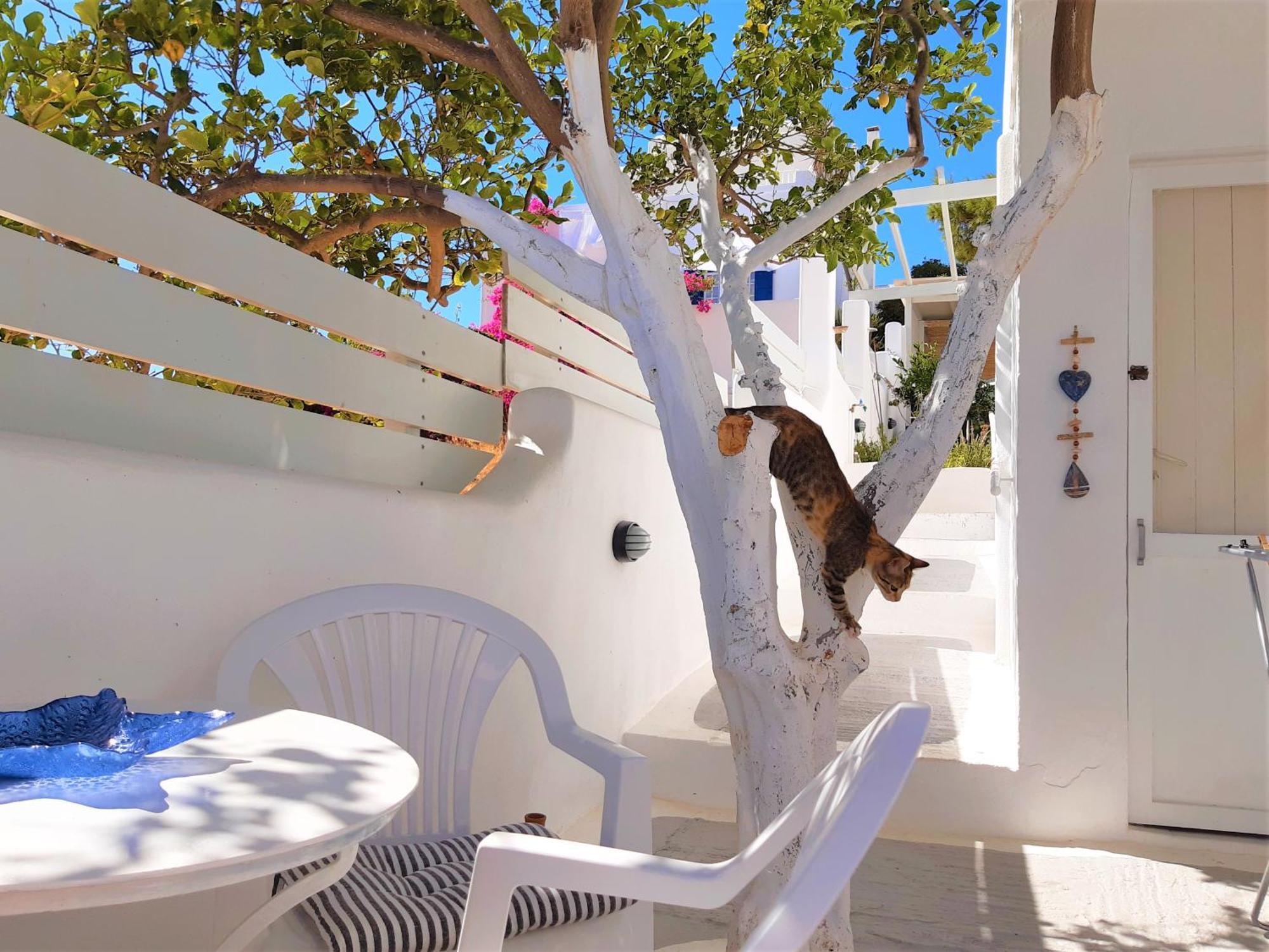 Lemon Tree Maisonette - Naoussa Paros エクステリア 写真